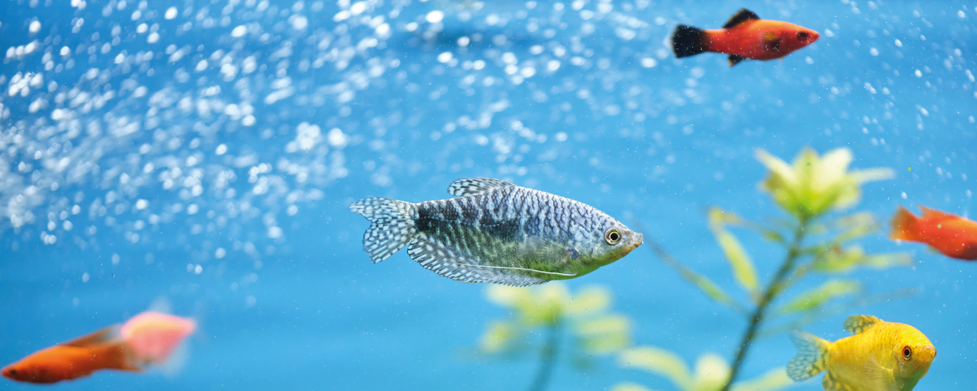 Schluss mit Algen und Bakterien - So reinigen Sie Ihr Aquarium richtig